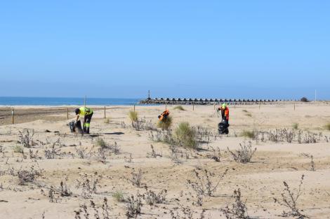 DUNES VEGETACIÓ PLATJA MOTA 2023 MARÇ (11).JPG