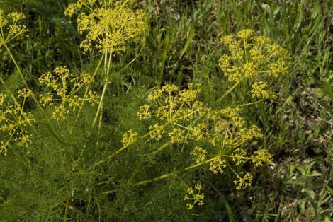 foeniculum-vulgare-passejada etnobotànica.jpg