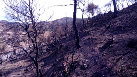 Imatge del bosc després de l'incendi de la Ribera d'Ebre (Generalitat).jpg