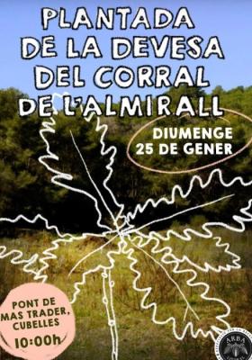 220126 PLANTACIO DEVESA CORRAL ALMIRALL ARBA.jpg