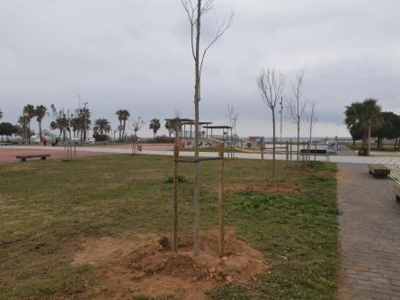 ABRES PLANTATS FEBRER 25.jpeg