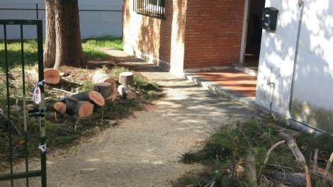 arbre ampa charlie 2.jpg