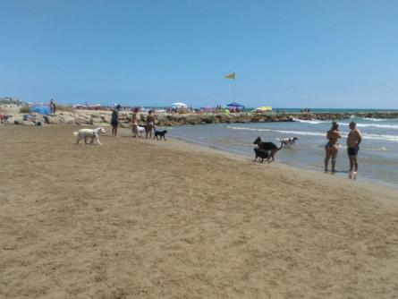 I8795-gossos-platja-19.jpg