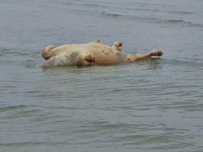 VACA (Cunít)-20210309.jpg